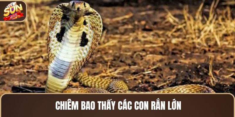 chiem-bao-thay-cac-con-ran-lon