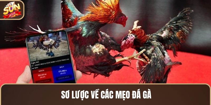 so-luoc-ve-cac-meo-da-ga