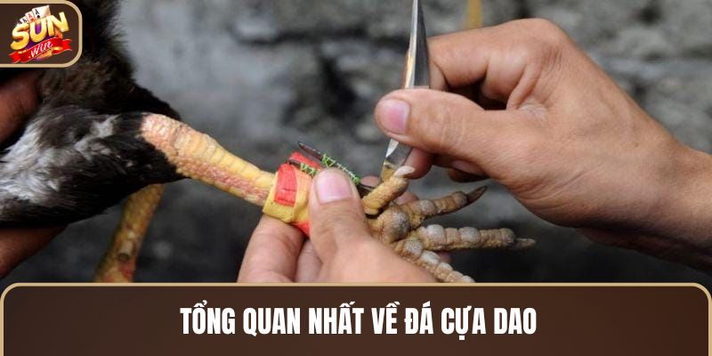 tong-quan-nhat-ve-da-cua-dao