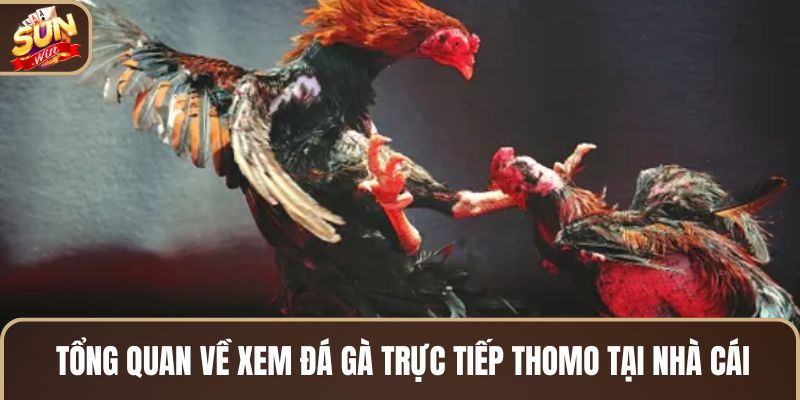 tong-quan-ve-xem-da-ga-truc-tiep-thomo-tai-nha-cai